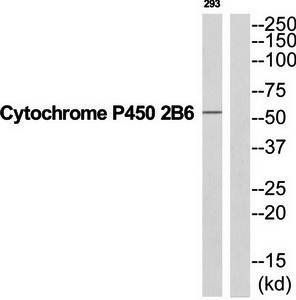 Cytochrome P450 2B6 Antibody