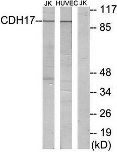 CDH17 Antibody