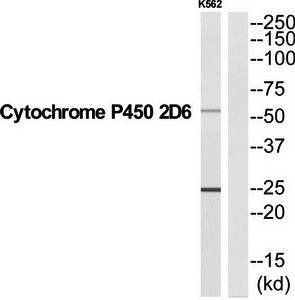 Cytochrome P450 2D6 antibody