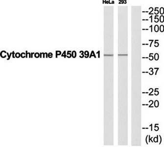 Cytochrome P450 39A1 antibody