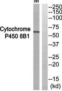 Cytochrome P450 8B1 antibody