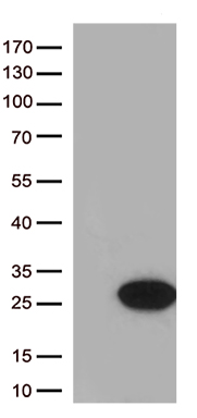Cytoglobin (CYGB) antibody