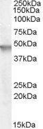 Goat anti-ARNO / cytohesin 2 Antibody