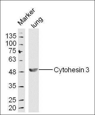 Cytohesin 3 antibody