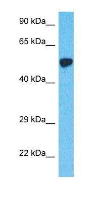 Cytokeratin 12 antibody