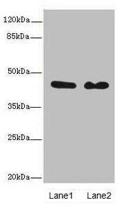 Cytoplasmic protein NCK2 antibody