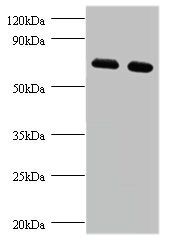 D-3-phosphoglycerate dehydrogenase antibody