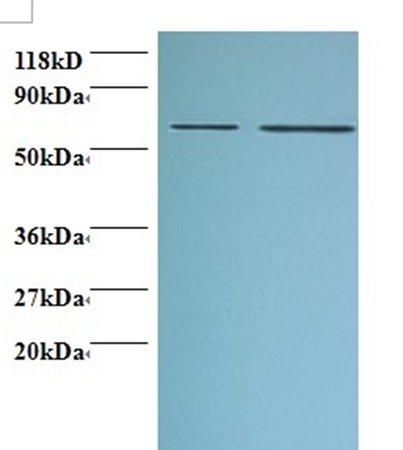 D-3-phosphoglycerate dehydrogenase antibody (Biotin)