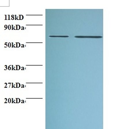 PHGDH Antibody, Biotin conjugated