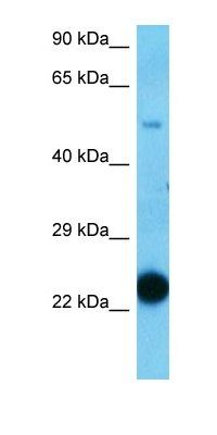 D1Ertd622e antibody