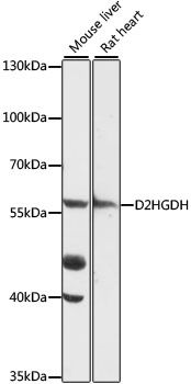 D2HGDH antibody