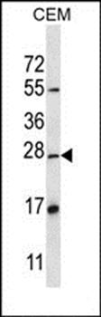 D4S234E antibody