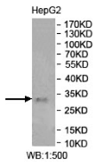 Rabbit polyclonal METTL8(1) antibody