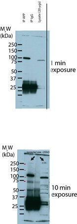 SorLA antibody