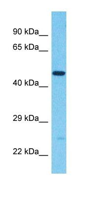 DAAF1 antibody