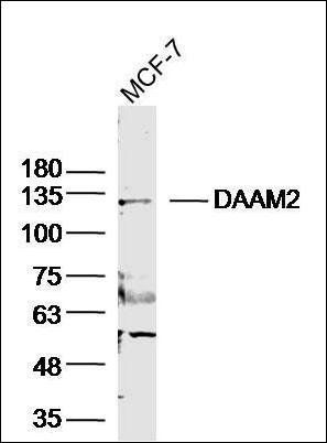 DAAM2 Rabbit Polyclonal Antibody