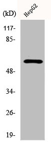 DAB1 antibody