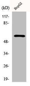 DAB1 Antibody