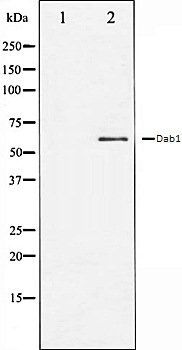 Dab1 antibody