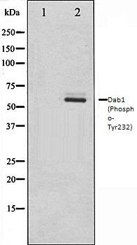Dab1 (Phospho-Tyr232) antibody