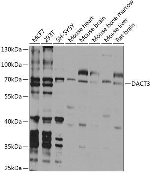 DACT3 antibody