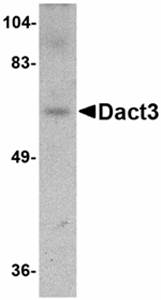 Dact3 Antibody
