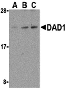 DAD1 Antibody