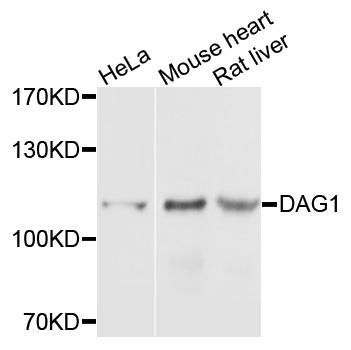 DAG1 antibody
