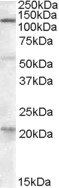 Goat anti-DAGLA Antibody