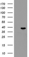 DAND5 antibody