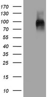 DAND5 Antibody