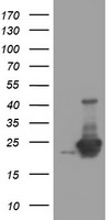 DAND5 Antibody