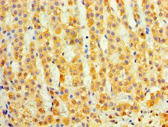 DAND5 Antibody