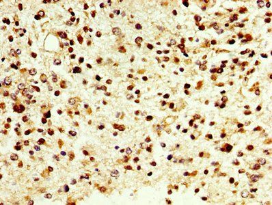 DAO Antibody
