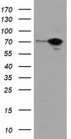 DAP Kinase 2 (DAPK2) antibody