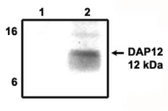 DAP12 antibody