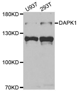 DAPK1 antibody