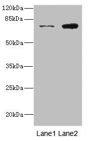 DARS2 antibody