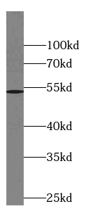 DAX-1 antibody