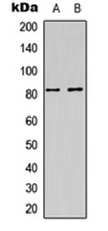 DAXX (phospho-S668) antibody