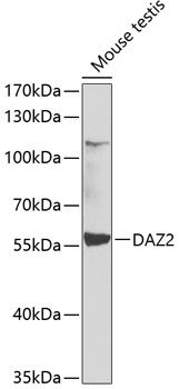 DAZ2 antibody
