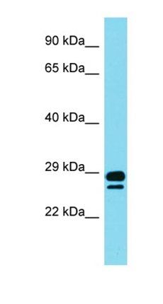 DAZL antibody