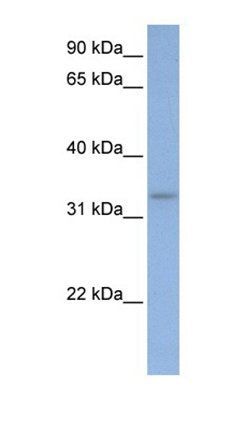 DAZL antibody