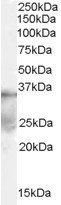 Goat anti-DAZL Antibody