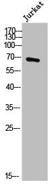 DBH Antibody
