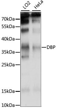 DBP antibody