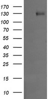 DBT Antibody