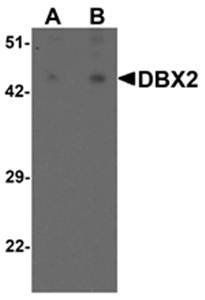 DBX2 Antibody