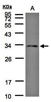 DC8 antibody