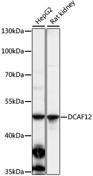 DCAF12 antibody